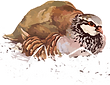 perdicesdelio