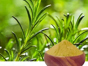 Why Businesses Trust Professional Rosemary Extract Manufacturers for Premium Herbal Extracts