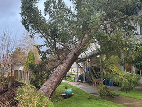 After the Storm: How Emergency Tree Care In The Comox Valley Protects Your Landscape—and What Comes Next