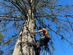 Why Accreditation Matters: How ISA-Certified Arborists Protect Your Garden and Your Peace of Mind in the Comox Valley