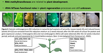 1st Conference of CopyTree (2)