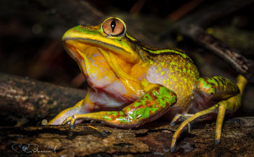 Hylorina valdivia contrapicado web.jpg