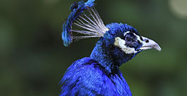 Business Startup history