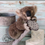 Thumbnail: Complete Aussie Babies Feltorial PDF Series