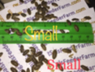 Small Dubia Roaches