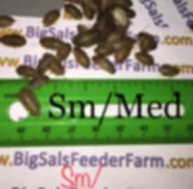 Sm/Med Dubia Roaches