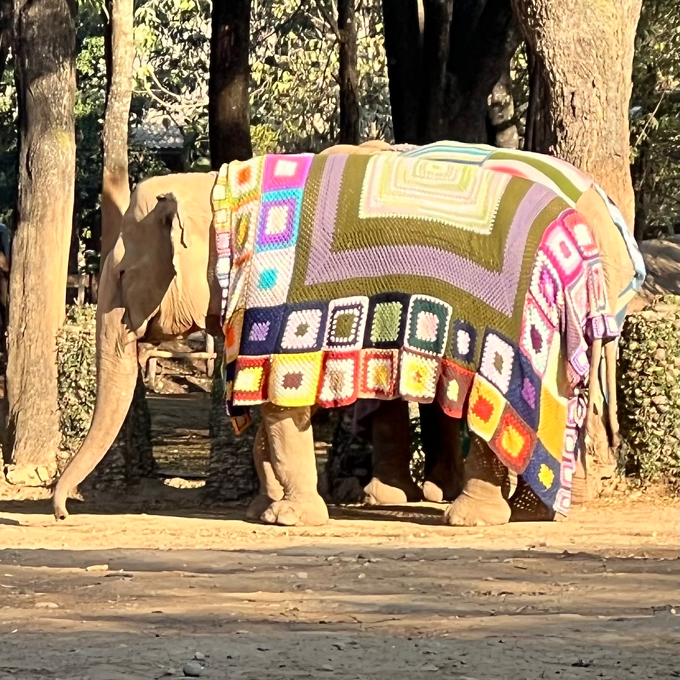 The old elephants get cold at night in the winter, so they have blankets!!