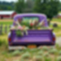 Old purple truck with wild flowers and feathers in the bed of the truck with a farm backgr