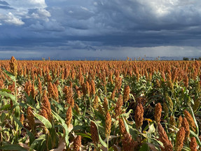 Watch our webinar on Winter Sown Sorghum