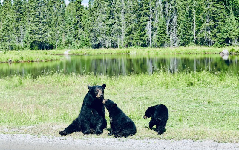 Des ours bruns au Zoo Saint-Félicien