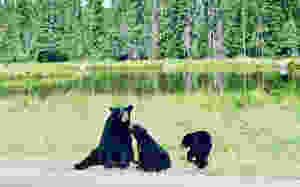 Des ours bruns au Zoo Saint-Félicien