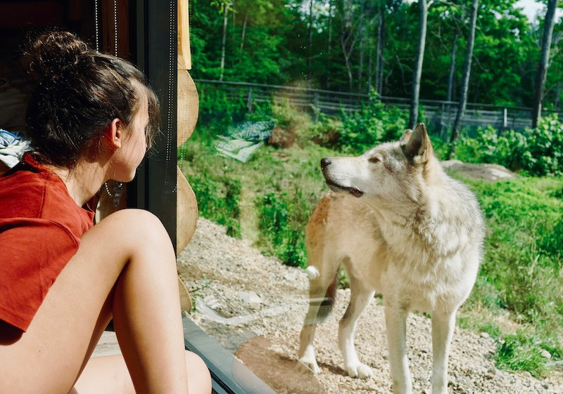 Rencontre les loups au Parc Omega