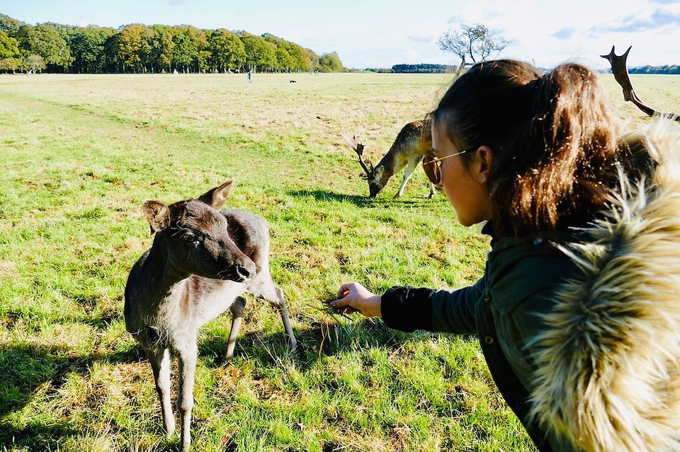 PHOENIX PARK A DUBLIN