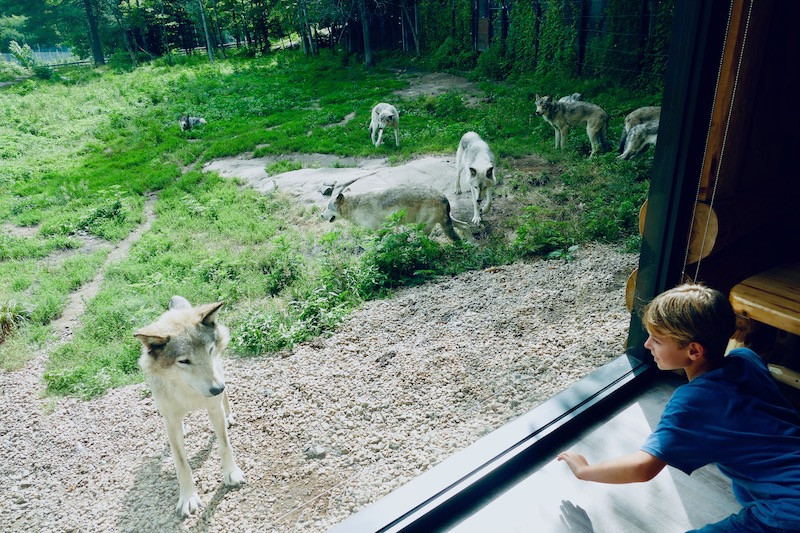 la rencontre avec les loups au Parc Omega