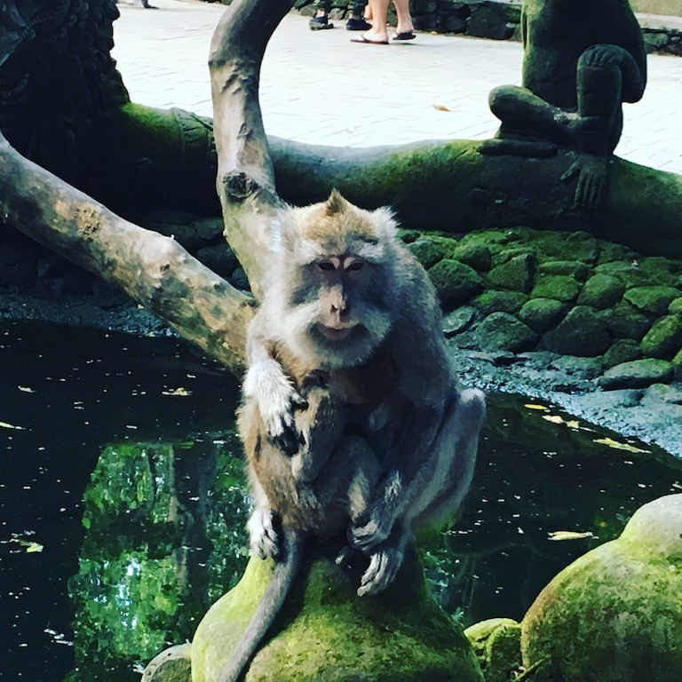 Les singes à Bali