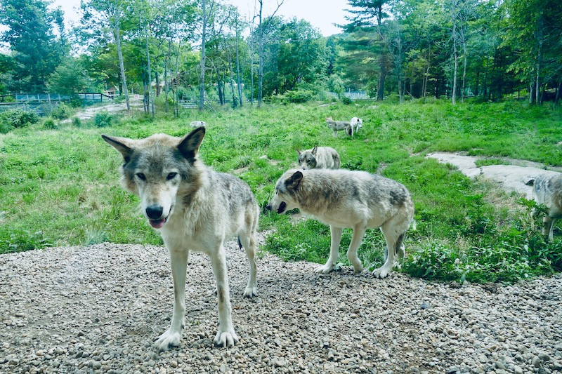 Les loups du Parc Omega