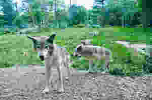 Les loups du Parc Omega