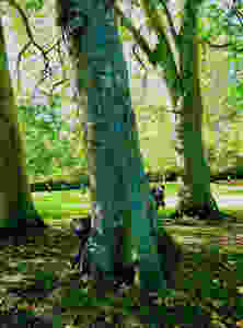SAINT STEPHENS GREEN PARK A DUBLIN