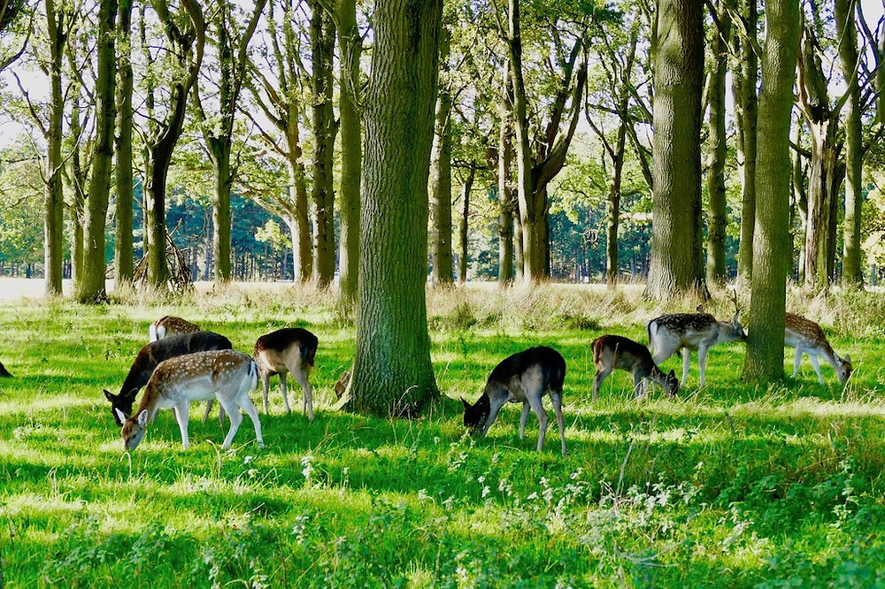 PHOENIX PARK A DUBLIN