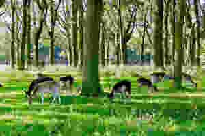 PHOENIX PARK A DUBLIN