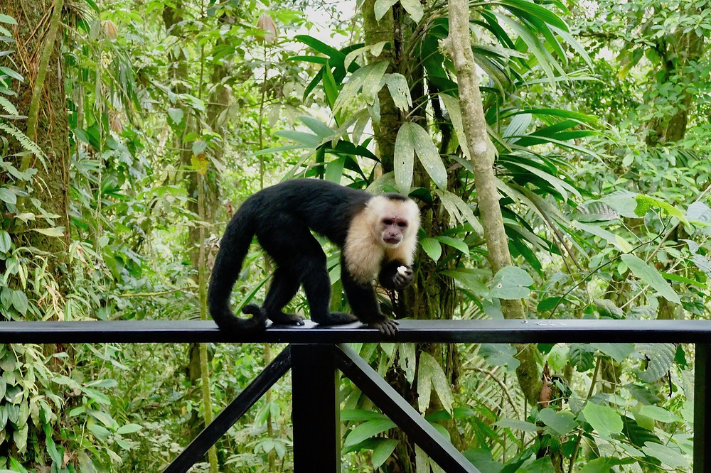 Singe chapardeur au Rio Celeste Hideway