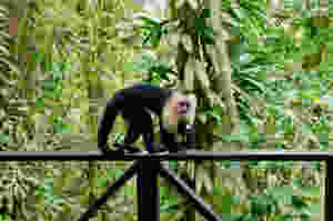 Singe chapardeur au Rio Celeste Hideway
