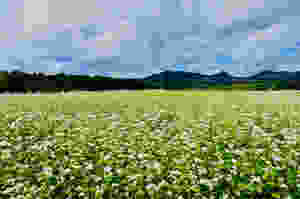 Paysages de Charlevoix