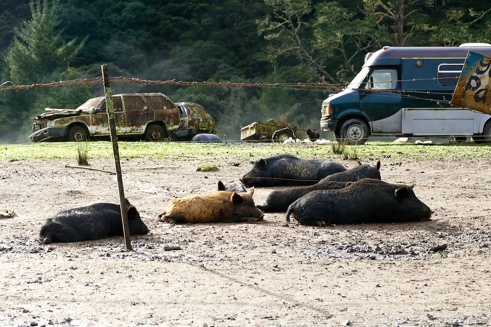 élevage de cochons route 309