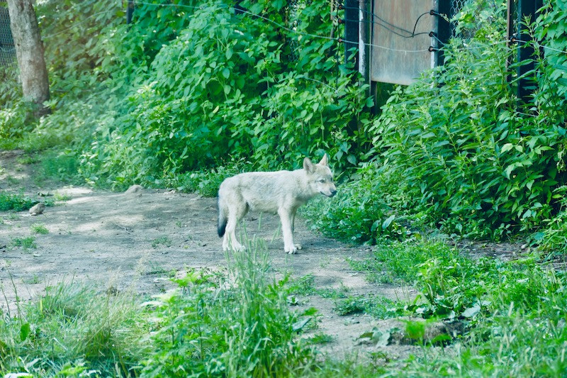 Le louveteau du parc Omega