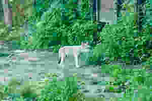 Le louveteau du parc Omega