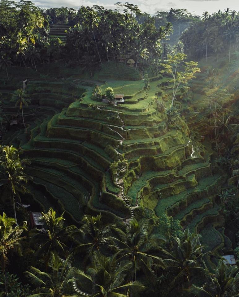 les rizières d'Ubud