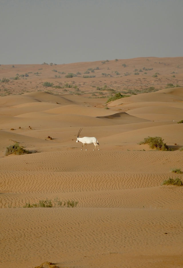 Oryx dans le désert de Dubaï