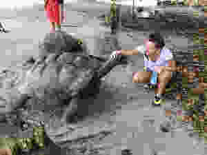 Les tortues de Curieuse