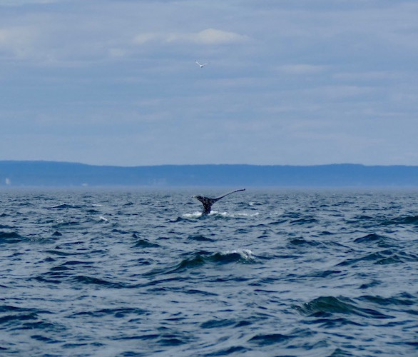 Observation des baleines à Tadoussac