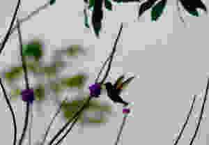Colibri au Costa Rica