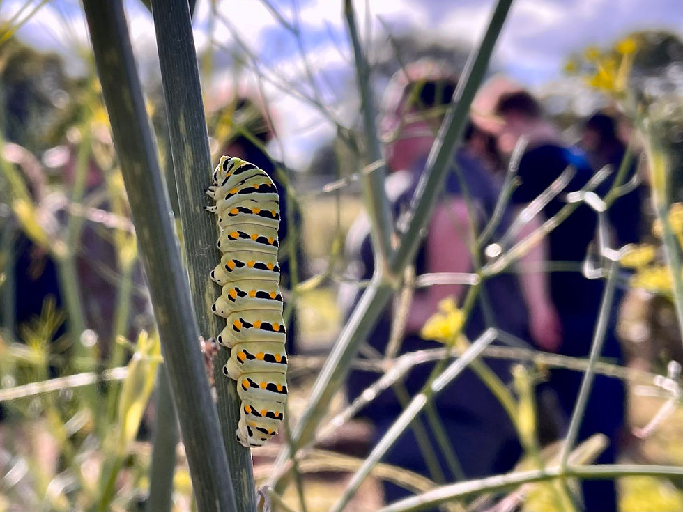 Tour + Dinner! For those curious about Sunrise! 