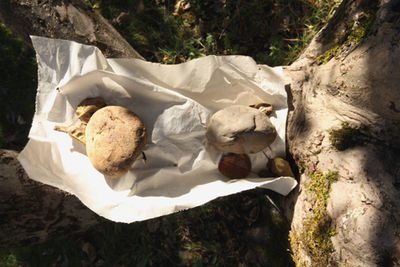 PaperAppleTree3 copy.jpg