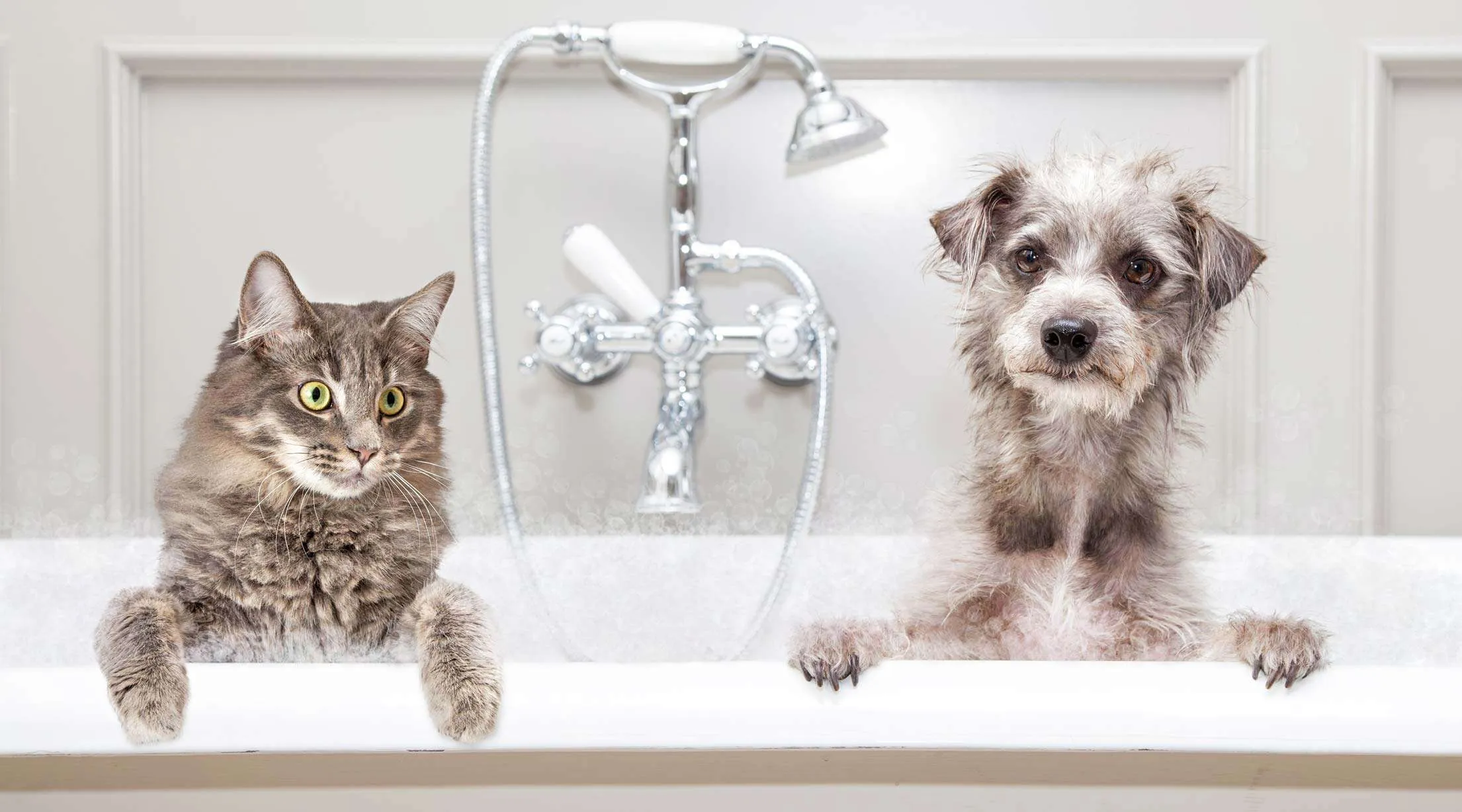 Luxury Retreats: USA Pet Spas for Pampered Companions