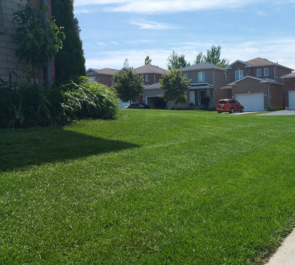 best grass on the block