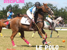Présentation d'une discipline : le Polo et la Paddock Polo