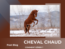 Monter et Gérer un cheval "chaud"