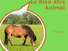 Le Bien-Être Animal