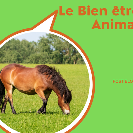 Le Bien-Être Animal 