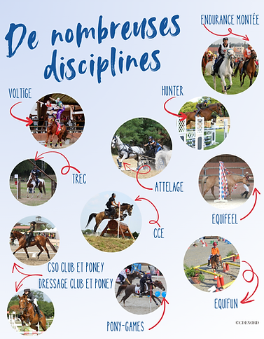 Disciplines.png