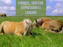 Hippologie : le sommeil, la douleur et expression, langage