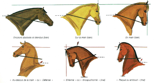 Rênes de tirage de cheval - France