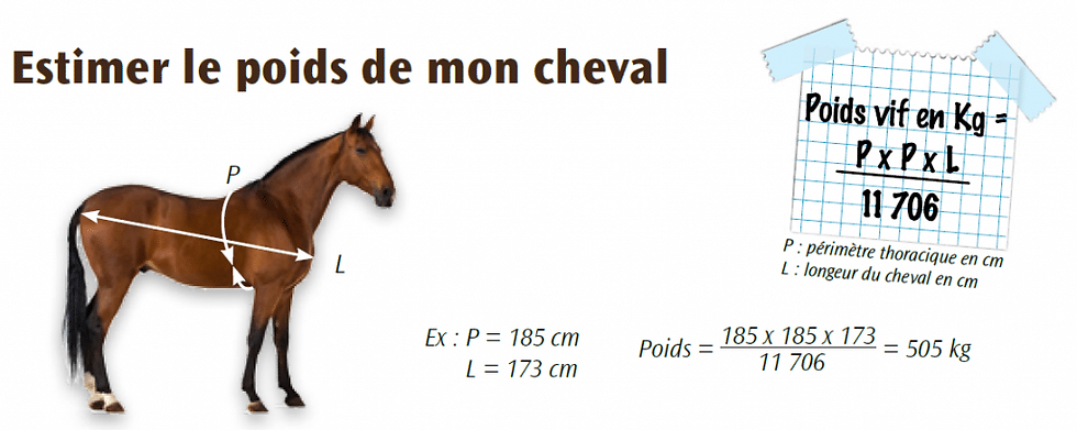 Hippologie : Morphologie, Profil et Proportions du Cheval