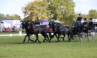 attelage dressage.jpg