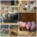MixCollage-01-Jun-2025-01-27-PM-7301.jpg