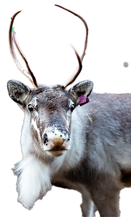reindeerinnit.png